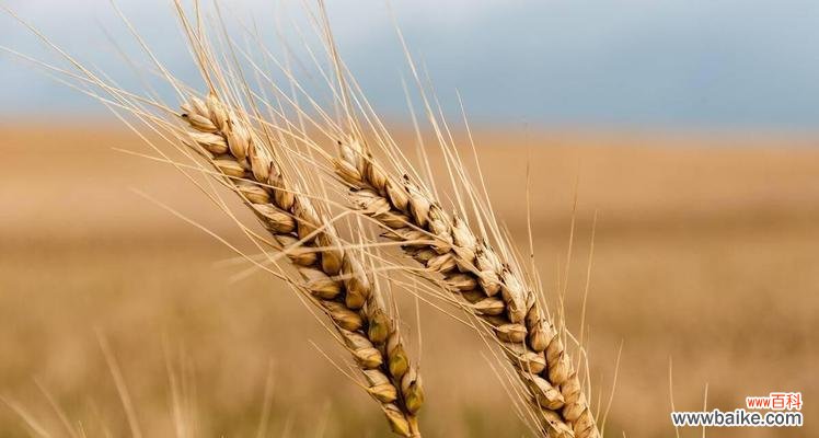 揭示麦穗的花语和寓意 麦穗的花语与寓意