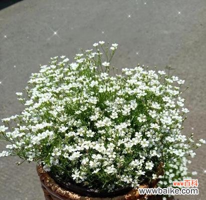 探寻满天星花的象征意义和文化价值 满天星花