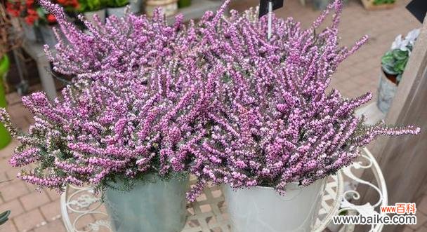 花开满天星 满天星的象征意义及寓意