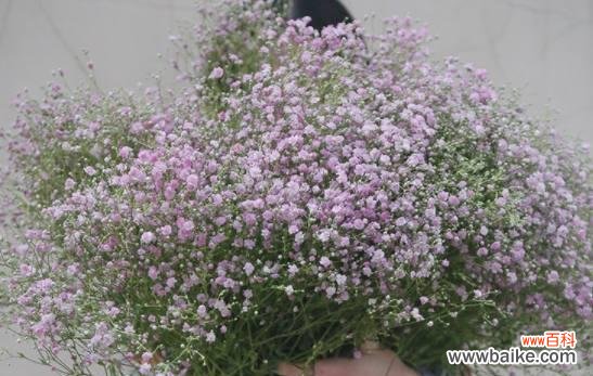 花开满天星 满天星的象征意义及寓意