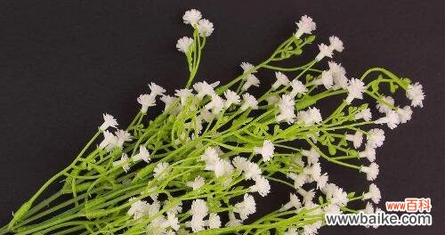 花开满天星 满天星的象征意义及寓意