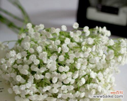 探寻满天星的花语及其深远意义 满天星花语与寓意