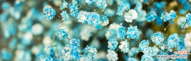 探寻满天星的花语及其深远意义 满天星花语与寓意