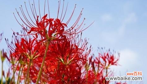 以蔓珠莎华 探寻以蔓珠莎华的花语之美