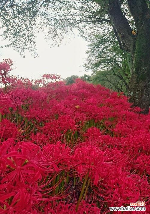 以蔓珠莎华 探寻以蔓珠莎华的花语之美