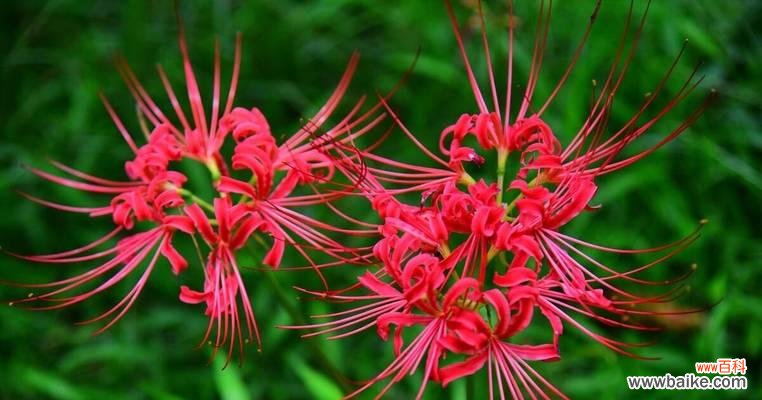 以蔓珠莎华 探寻以蔓珠莎华的花语之美