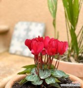 揭示花语的秘密与情感交流 以仙客来的花语及含义解读