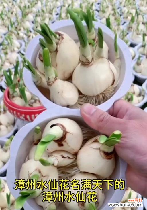 探索水仙花的神秘寓意与美丽 水仙花的含义与象征