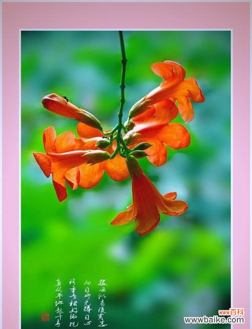 揭开凌霄花背后的神秘面纱 凌霄花花语的象征与寓意