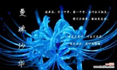 探寻彼岸花的象征意义和生命力 彼岸花