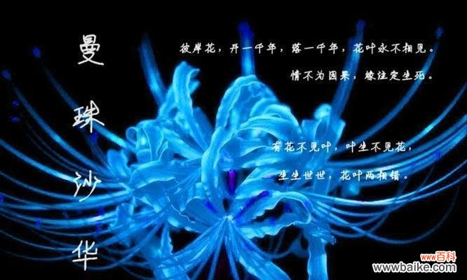 探寻彼岸花的象征意义和生命力 彼岸花