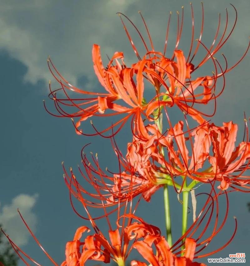 探寻彼岸花的象征意义和生命力 彼岸花