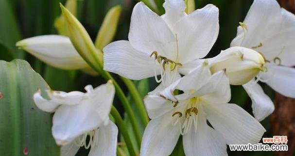 传递纯洁和守望的美好 白百合的花语和意义