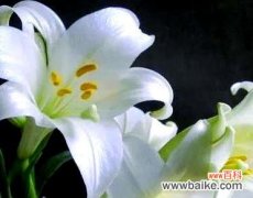 传递纯洁和守望的美好 白百合的花语和意义