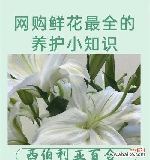 传递纯洁和守望的美好 白百合的花语和意义