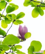 白玉兰的含义 白玉兰