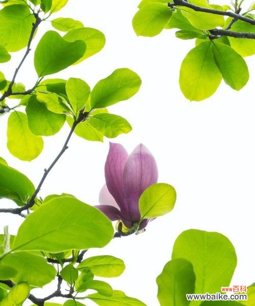 白玉兰的含义 白玉兰