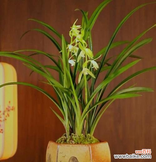 掌握兰花栽培的秘诀 兰花的种植与养护技巧