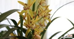 掌握兰花栽培的秘诀 兰花的种植与养护技巧