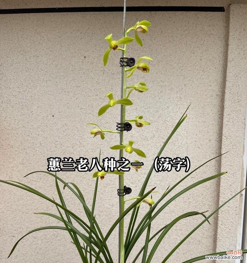 掌握兰花栽培的秘诀 兰花的种植与养护技巧