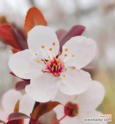 深入解读杏花花语 杏花花语与其代表意义的探索