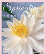 探索睡莲的神秘世界 不同颜色睡莲的花语和寓意