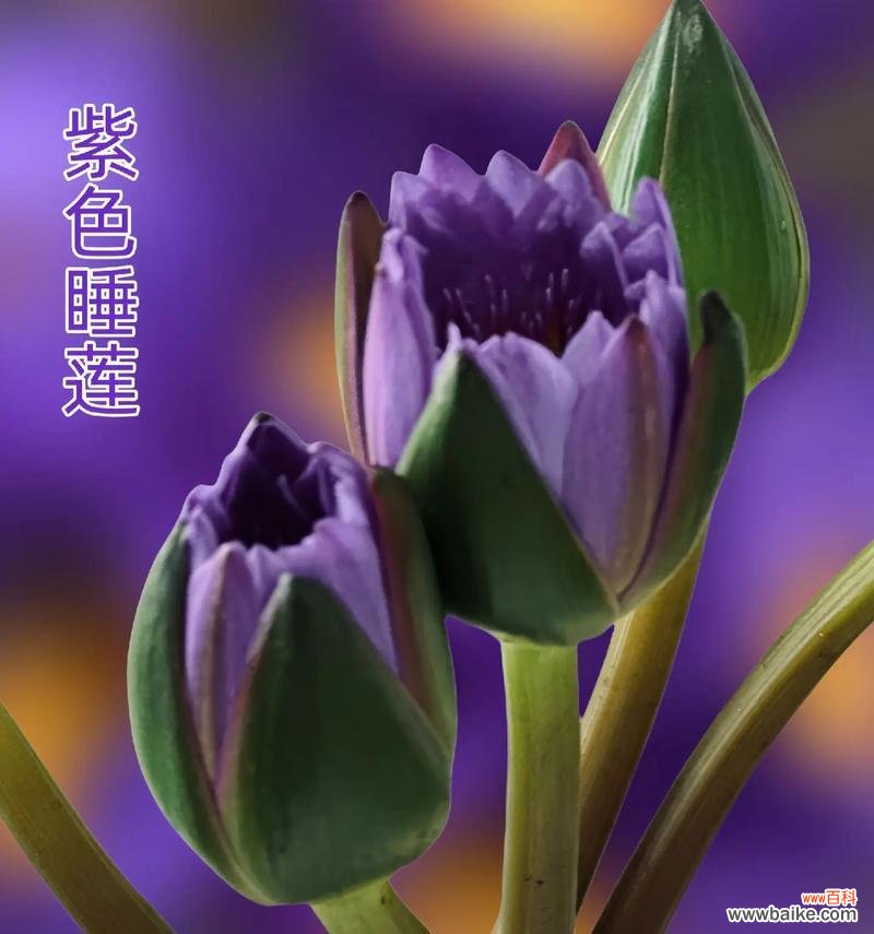 探索睡莲的神秘世界 不同颜色睡莲的花语和寓意