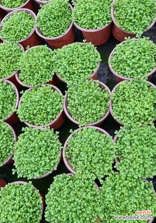 探究情人草的花语 情人草的花语和寓意