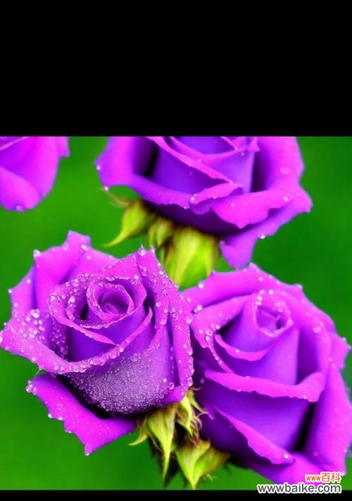 追求神秘与浪漫 紫色玫瑰花的象征意义