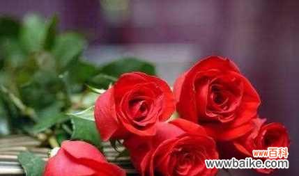 十一朵玫瑰花语的意义和解读 十一朵玫瑰花语之爱的表达