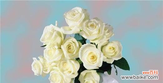 探索白玫瑰花语的深刻意义与象征 十一朵白玫瑰的花语