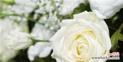 探索白玫瑰花语的深刻意义与象征 十一朵白玫瑰的花语