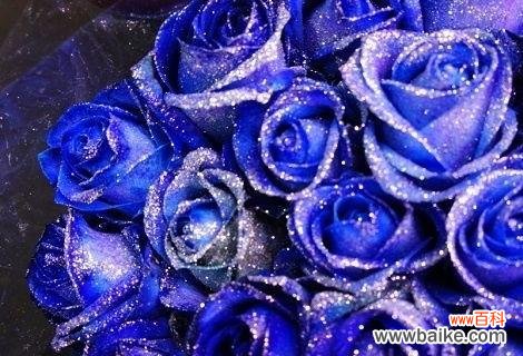 探寻蓝玫瑰背后的神秘之美 十一朵蓝玫瑰的象征意义