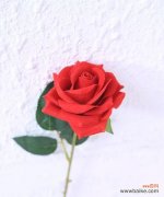 探寻十一朵玫瑰花背后的深意 十一朵玫瑰花的象征意义