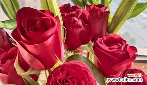 玫瑰传递的爱情 十一朵玫瑰的花语与含义