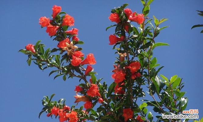 揭示石榴花的文化内涵和象征意义 石榴花的寓意与象征