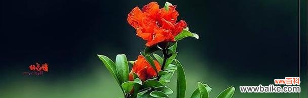 揭示石榴花的文化内涵和象征意义 石榴花的寓意与象征