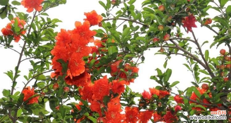 揭示石榴花的文化内涵和象征意义 石榴花的寓意与象征