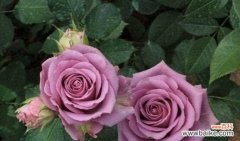 深情厚意 玫瑰花的花语——情感与美丽的象征