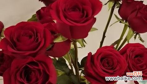 解读玫瑰花的丰富内涵 玫瑰花的意义与象征——爱的芬芳