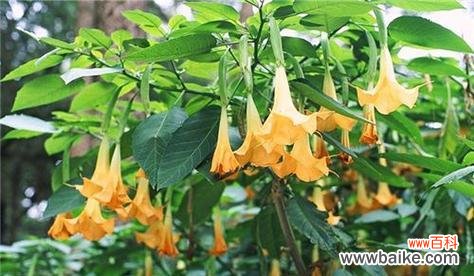 探索曼陀罗花的魅力与意义 曼陀罗花