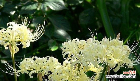 探索曼陀罗花的魅力与意义 曼陀罗花