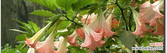 探索曼陀罗花的魅力与意义 曼陀罗花