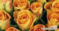 揭开不同颜色玫瑰的神秘面纱 玫瑰花语之花色妙意