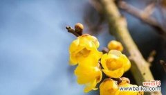 探寻梅花的象征与寓意 梅花的花语与代表意义