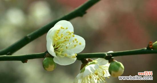 探寻梅花的象征与寓意 梅花的花语与代表意义