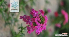 揭秘美女樱的花语及其象征的意义 美女樱盛开的花语与寓意