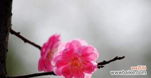 探寻梅花的象征与寓意 梅花花语