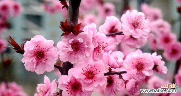 探寻梅花的象征与寓意 梅花花语