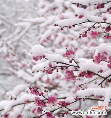 探寻梅花的象征与寓意 梅花花语